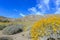 Little yellow Brittlebush blossom