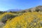 Little yellow Brittlebush blossom