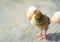 Little yellow chick hatched from the egg. Chick and eggshell on a wooden table