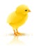 Little yellow chicken isolated