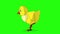 Little yellow chicken looking for food chroma key