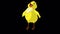 Little yellow chicken tweets alpha matte