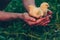 Little yellow chickens in the hands of a man on a background of green grass in the rays of sunset.