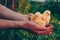 Little yellow chickens in the hands of a man on a background of green grass in the rays of sunset.