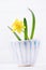 Little yellow daffodil in a ceramic striped glass on a white background