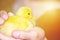 Little yellow domestic duckling on human hands with copy space