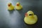 Little yellow duckling on black floor in light