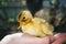 Little yellow duckling on human hands.