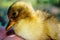 Little yellow duckling on human hands.