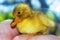 Little yellow duckling on human hands.