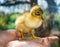 Little yellow duckling on human hands.