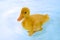 Little yellow duckling swimming