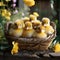 Little yellow ducklings in a wicker basket on a wooden background