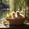 Little yellow ducklings in a wicker basket on a wooden table