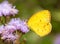 Little yellow, Eurema lisa, butterfly feeding on purple Ironweed flowers