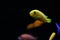 A little yellow fish in focus swims in the water. Blurred black ocean background with other fish. Side view.