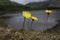 Little yellow flower, lakes of Killarney in Ireland
