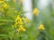 Little Yellow flower Thryallis glauca, Galphimia, Gold Shower medium shrub Dark yellow flowers inflorescence will be released at