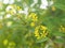 Little Yellow flower Thryallis glauca, Galphimia, Gold Shower medium shrub Dark yellow flowers inflorescence will be released at