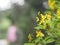 Little Yellow flower Thryallis glauca, Galphimia, Gold Shower medium shrub Dark yellow flowers inflorescence will be released at