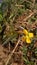 little yellow flowers living on the rice fields