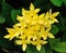 Little yellow flowers of rubiaceae tree. (Jungle geranium , Ixora coccinea)