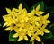 Little yellow flowers of rubiaceae tree. (Jungle geranium ,Ixora coccinea)