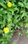 Little yellow flowers in street India