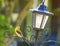 Little yellow Goldfinch perches on a bird feeder.