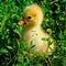 little yellow goose on green lawn