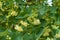 Little yellow green flowers of linden