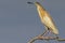 Little yellow heron on a branch