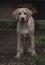 Little yellow labrador puppy aged 5 months