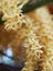 Little yellow palm flowers of decorative plant