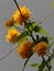 Little yellow pompom flowers of kerria japonica