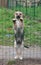 Little yellow puppy standing for lattice fence