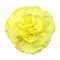 Little Yellow Rose Flower Isolated on White