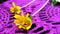 Little Yellow Star flowers on purple lace