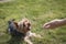 Little yorkshire dog laying on the grass looking at girl giving hand