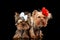 little yorkshire terrier brothers wearing accessories and standing