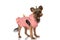 Little yorkshire terrier dog wearing a cool pink hoodie