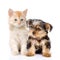 Little Yorkshire Terrier and kitten. on white