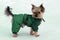 Little Yorkshire Terrier posing an grass Yorkie Dog