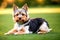 Little Yorkshire Terrier puppy posing with nature background, generative ai color grading. Cute Yorkie Dog watching to camera