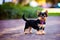 Little Yorkshire Terrier puppy posing with nature background, generative ai color grading. Cute Yorkie Dog watching to camera