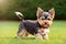 Little Yorkshire Terrier puppy posing with nature background, generative ai color grading. Cute Yorkie Dog watching to camera
