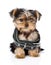 Little Yorkshire Terrier puppy wearing dog collar