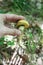 A little, young Boletus edulis in the wood