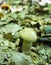 A little, young Boletus edulis in the wood