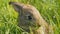 Little young brown rabbit or hare runs in the green grass in spring. Easter concept. Close up view